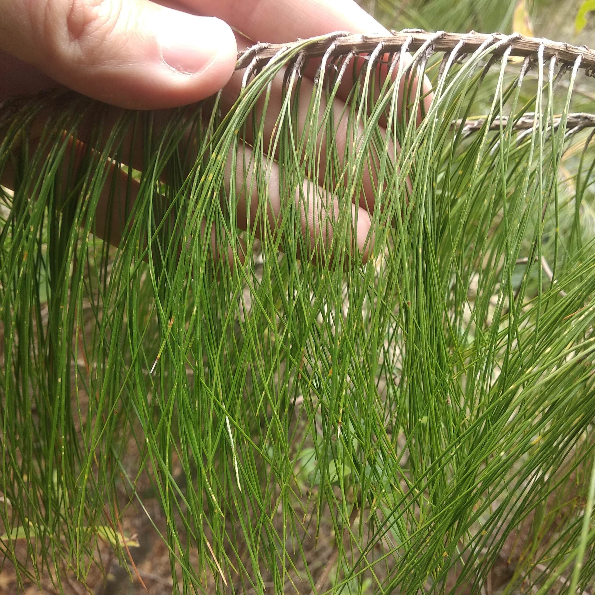 Pinus patula